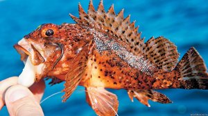 Морская рыбалка, Чёрное море, Джубга. ловля скорпены и ласкиря на блесну