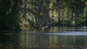 Дети Динозавров: первые смертельные шаги Властителей Земли