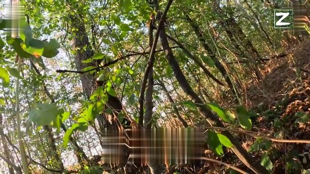 СВО бойцы ВСУ штурмуют лесополосу под КАРПОВКОЙ смотреть онлайн