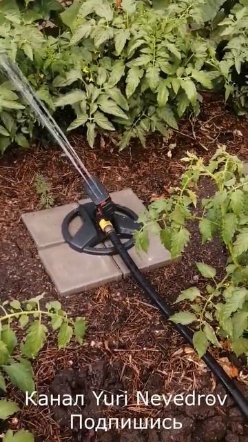 Полив томатов#shorts смотреть онлайн