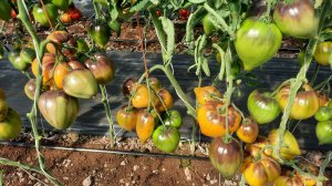 Проверенный сорт томатов - Царское варенье