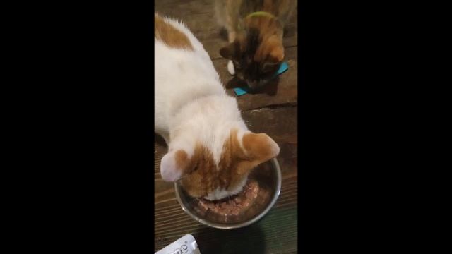 Влажный корм ProShape смотреть онлайн