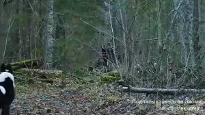 Шикарное видео с охоты на лося с собаками - еще одной увлекательной охоты наших широт.