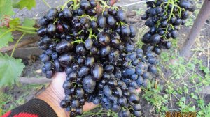 30.09.2025. Виноград НАДЕЖДА АЗОС в г. Липецке.