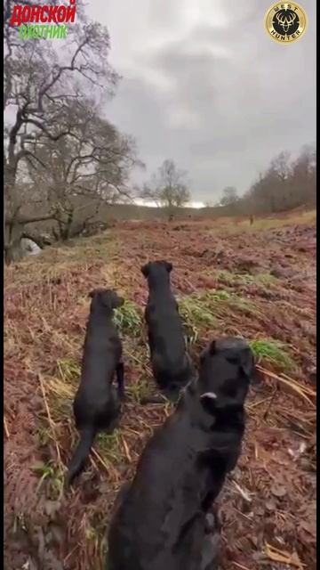 Охота на фазана -Воспитанные собаки смотреть онлайн