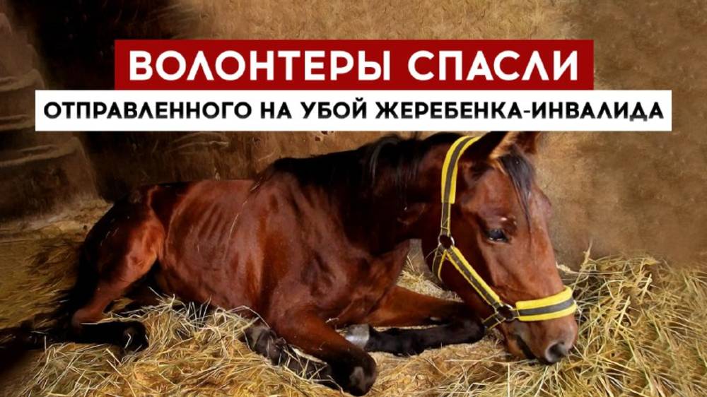 Волонтеры спасли отправленного на убой жеребенка-инвалида смотреть онлайн