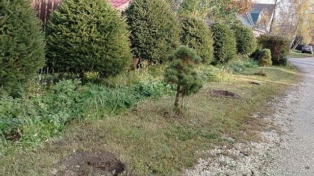 Пересадили наши сосны на новый участок. Октябрь 2025 смотреть онлайн