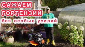 Посадка гортензий и испытания нового мотоблока.