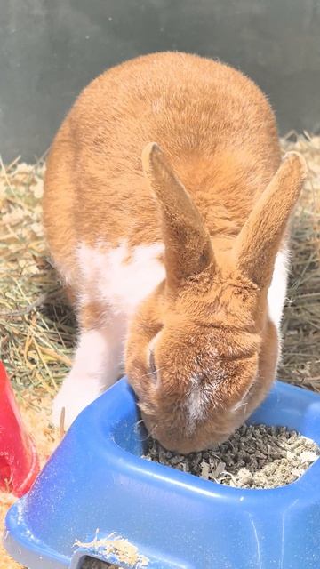 Рыжий пушистик обедает 🐰 смотреть онлайн