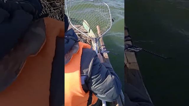 РОГОЖКИНО САЗАНЫ 7 10 25