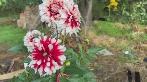 Наш участок в Крыму в октябре Часть 1