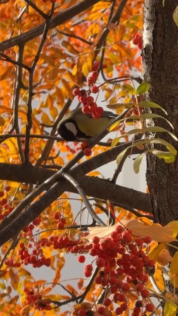 Одна птичка нашептала нам, что ваша пятница пройдёт прекрасно 🥰 смотреть онлайн