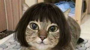 Ностальгия: советы альфа-самца и рукопашные пыхтения