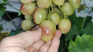 РАННИЙ ГИГАНТ НА МОЁМ ВИНОГРАДНИКЕ!!!🍇🍇🍇 Telegram, WhatsApp и Vlber +79528500417.