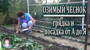 Посадка озимого чеснока.  Классический метод посадки.  Не надо ничего придумывать