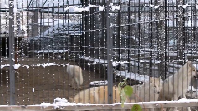 Семейство полярных волков 08.10.2025 смотреть онлайн