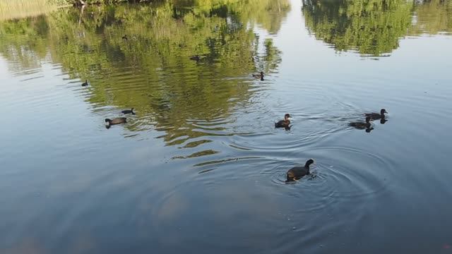 Утки на пруду в Петергофе (Санкт-Петербург). смотреть онлайн