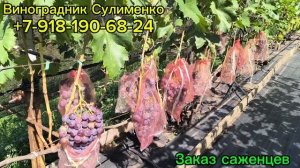 Брависсимо, Экскалибур, Рошфор