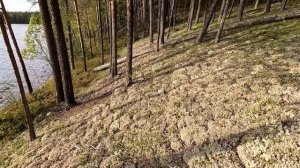 ЖЕНСКАЯ РЕЗНЯ В ДИКОМ ЛЕСУ. ВЗЯЛ ИХ В ЛЕС И НАЧАЛОСЬ. СБОР БЕЛЫХ ГРИБОВ ВСЕЙ СЕМЬЁЙ. СБОР БОРОВИКОВ