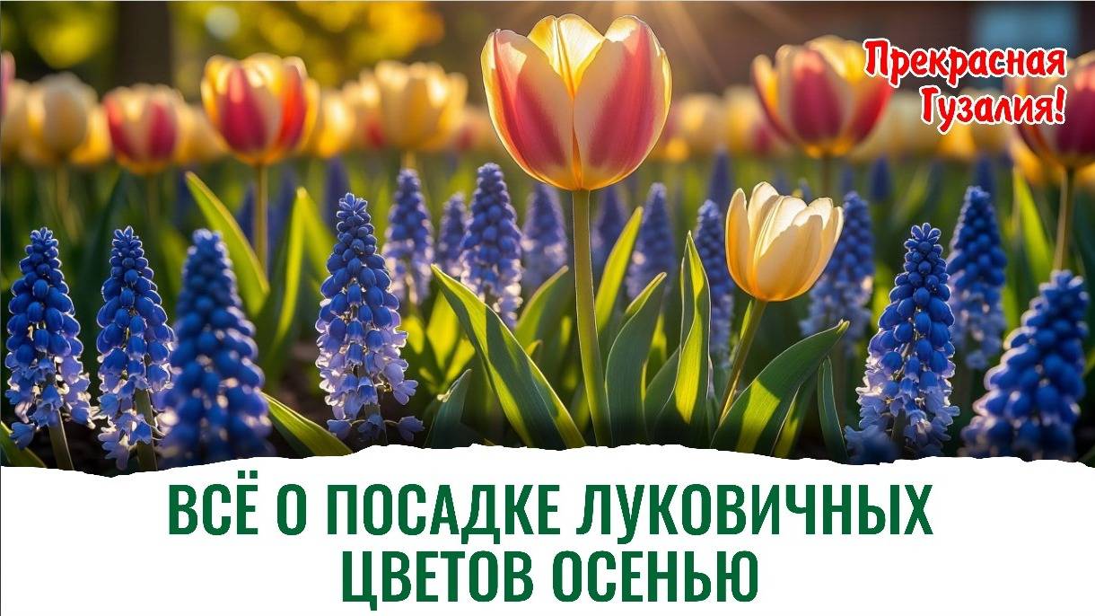 Технология, как высадить осенью луковицы тюльпанов, лилий смотреть онлайн