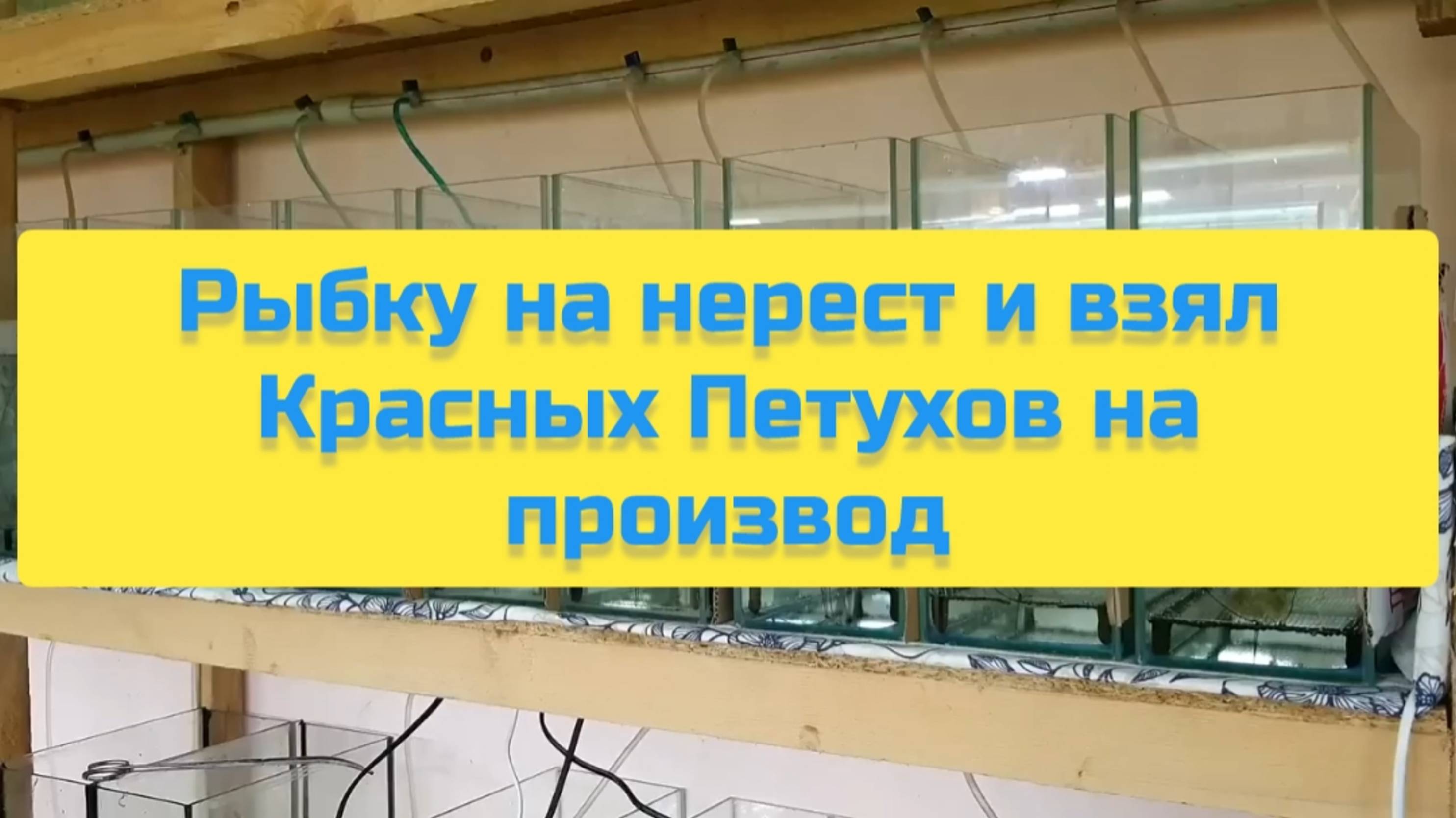 РЫБКУ НА НЕРЕСТ И ВЗЯЛ КРАСНЫХ ПЕТУХОВ НА ПРОИЗВОД смотреть онлайн