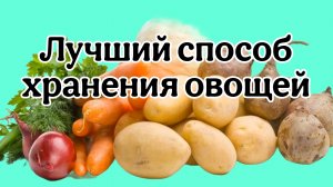 Лучший способ хранения овощей.
