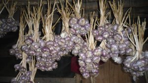 Чеснок вам не бананы! Хитрости посадки. Часть 2