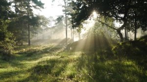 Все от Тебя. Христианское караоке