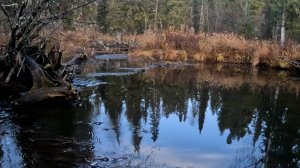 Хариус в октябре.#2