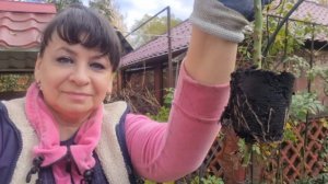 Незваный гость. Результаты черенкования роз воздушным способом. Поехала в больницу. Получила выговор