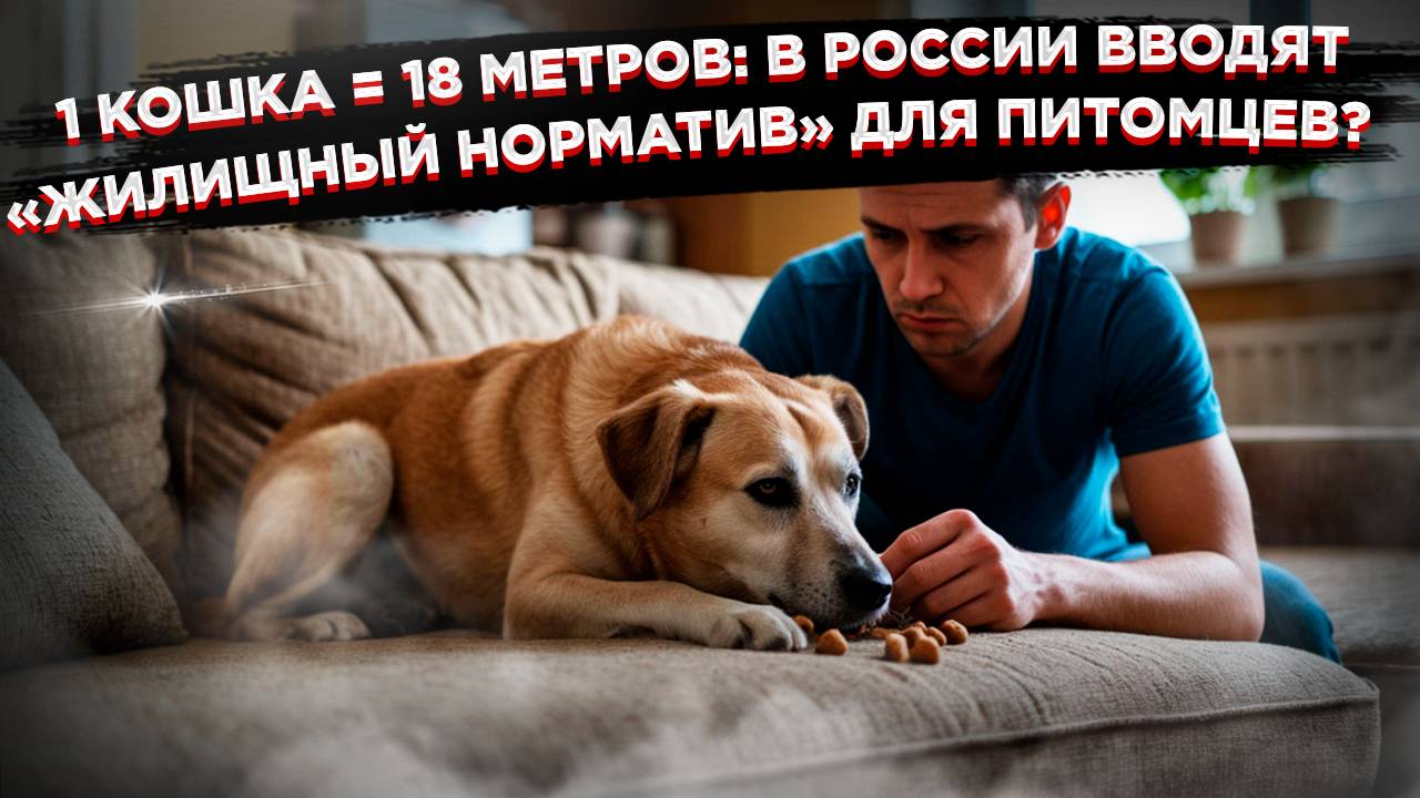 18 квадратов на хвост: в России предложили лимит на домашних животных смотреть онлайн