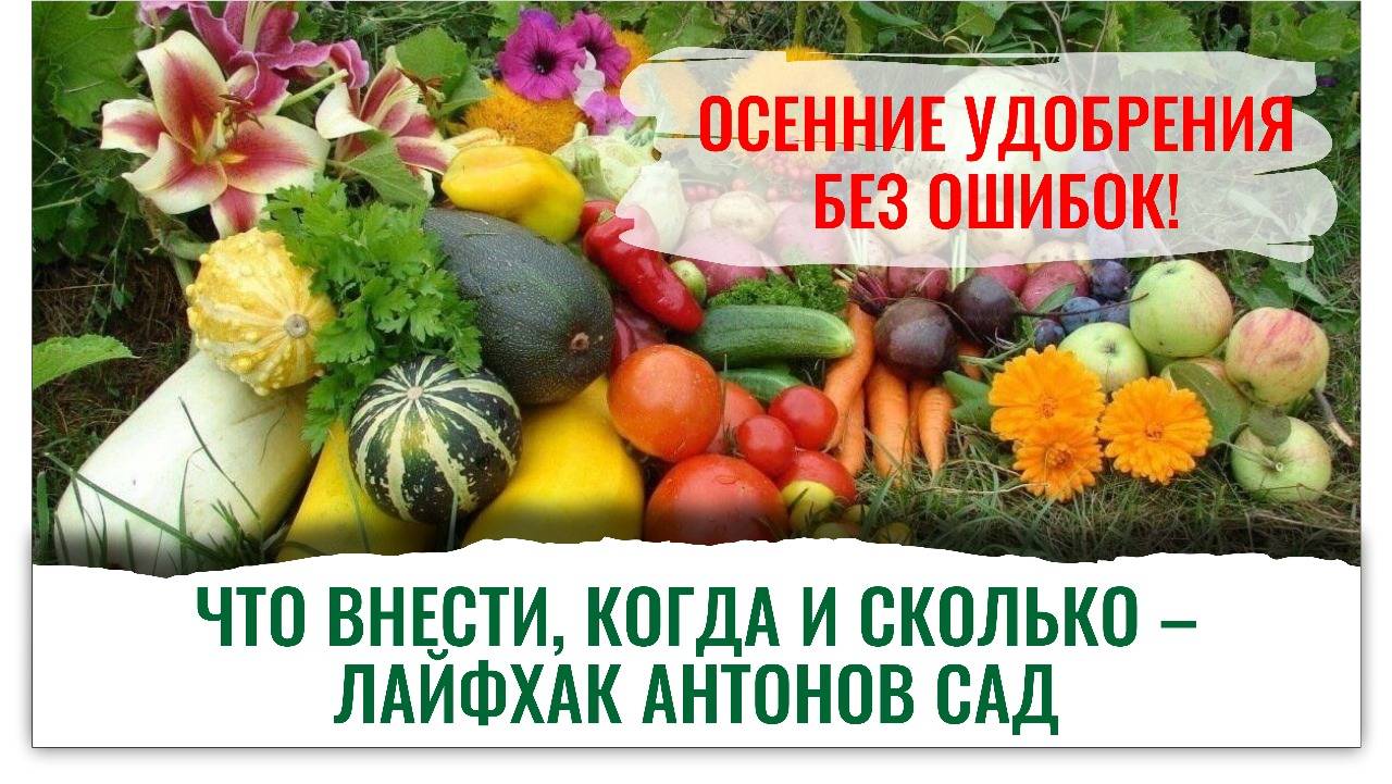 Почему осенью архиважно использовать Гуми-Оми и 33 Богатыря? Это будущая Еда +800% пользы смотреть онлайн