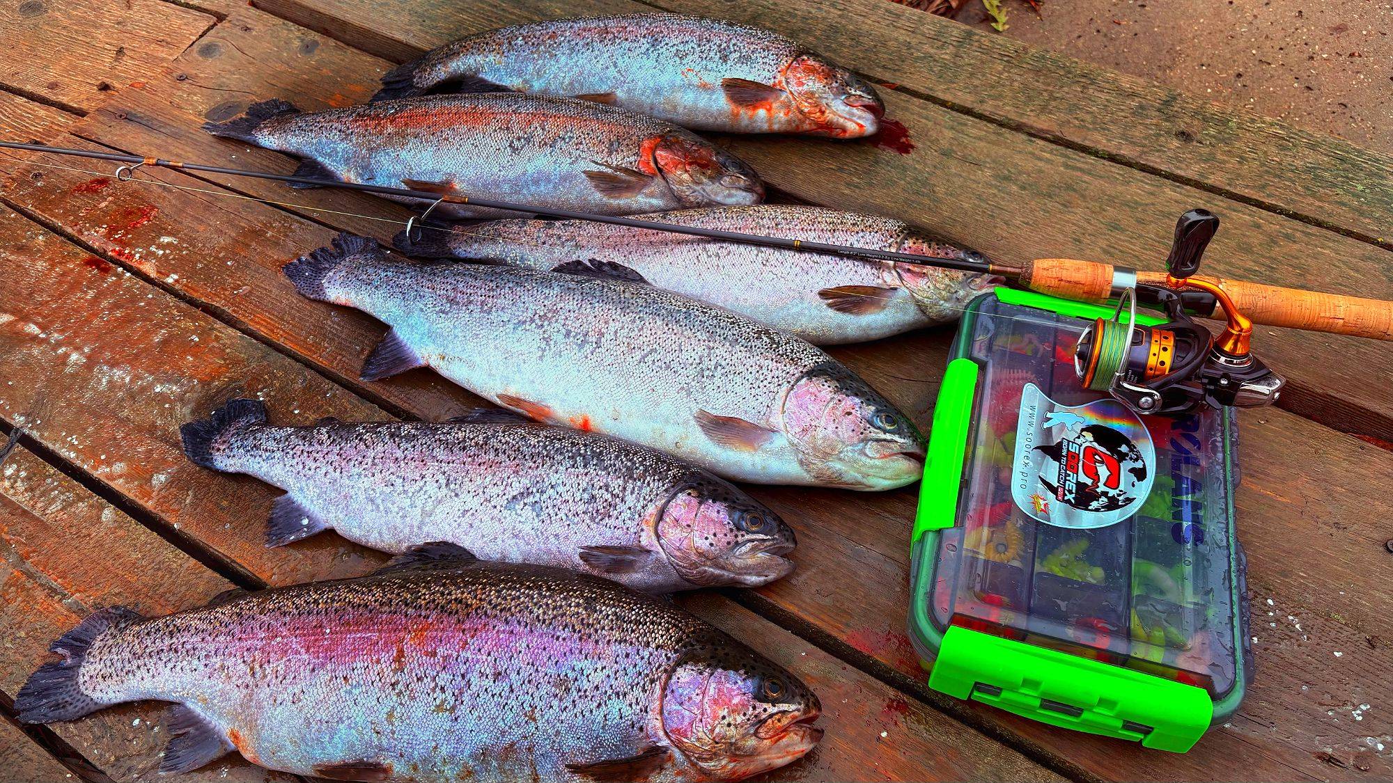 ФОРЕЛЬ КЛЮЕТ КАК ОШПАРЕННАЯ Ловля форели осенью на спиннинг смотреть онлайн