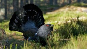 Токующий глухарь. Звук глухаря в лесу. Какие звуки издает глухарь