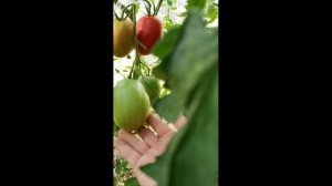 Бочковой минусинский