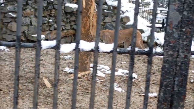 Пума Эри очень общительная 08.10.2025 смотреть онлайн