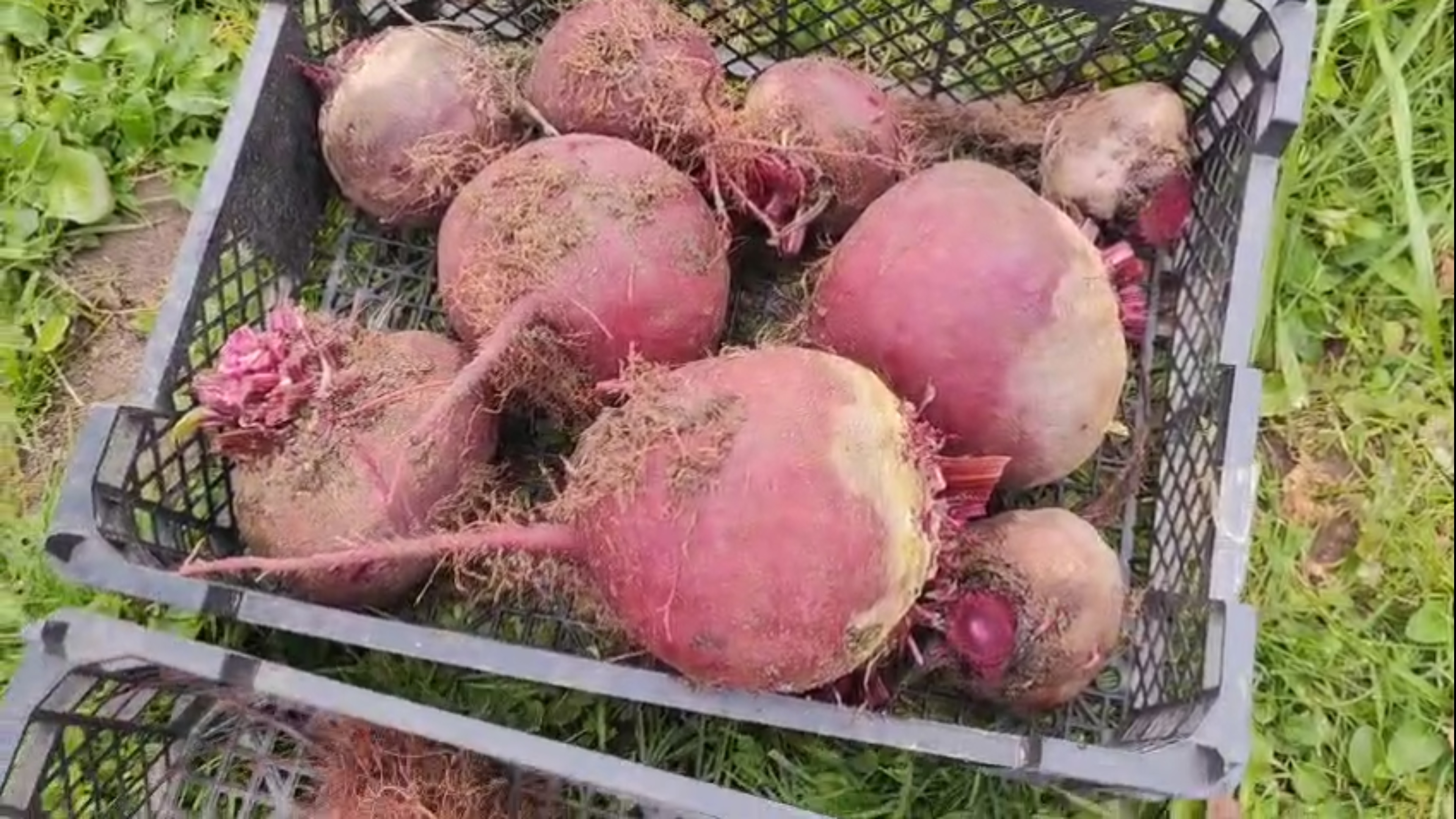 Свёкла. Корнеплоды. Вот они какие. смотреть онлайн