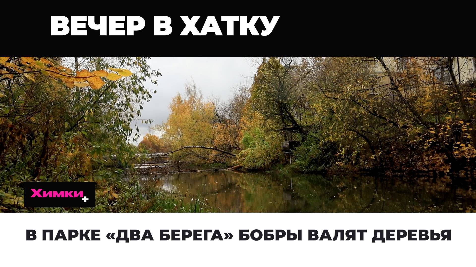 В ПАРКЕ «ДВА БЕРЕГА» БОБРЫ ВАЛЯТ ДЕРЕВЬЯ смотреть онлайн