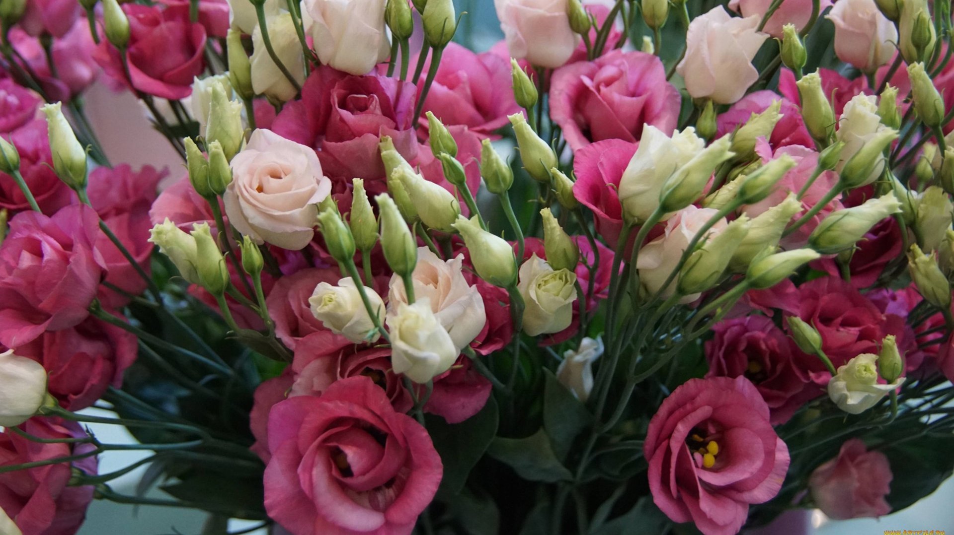 ЭУСТОМА ВЫРАЩИВАНИЕ, что нам понадобится для выращивания эустомы смотреть онлайн