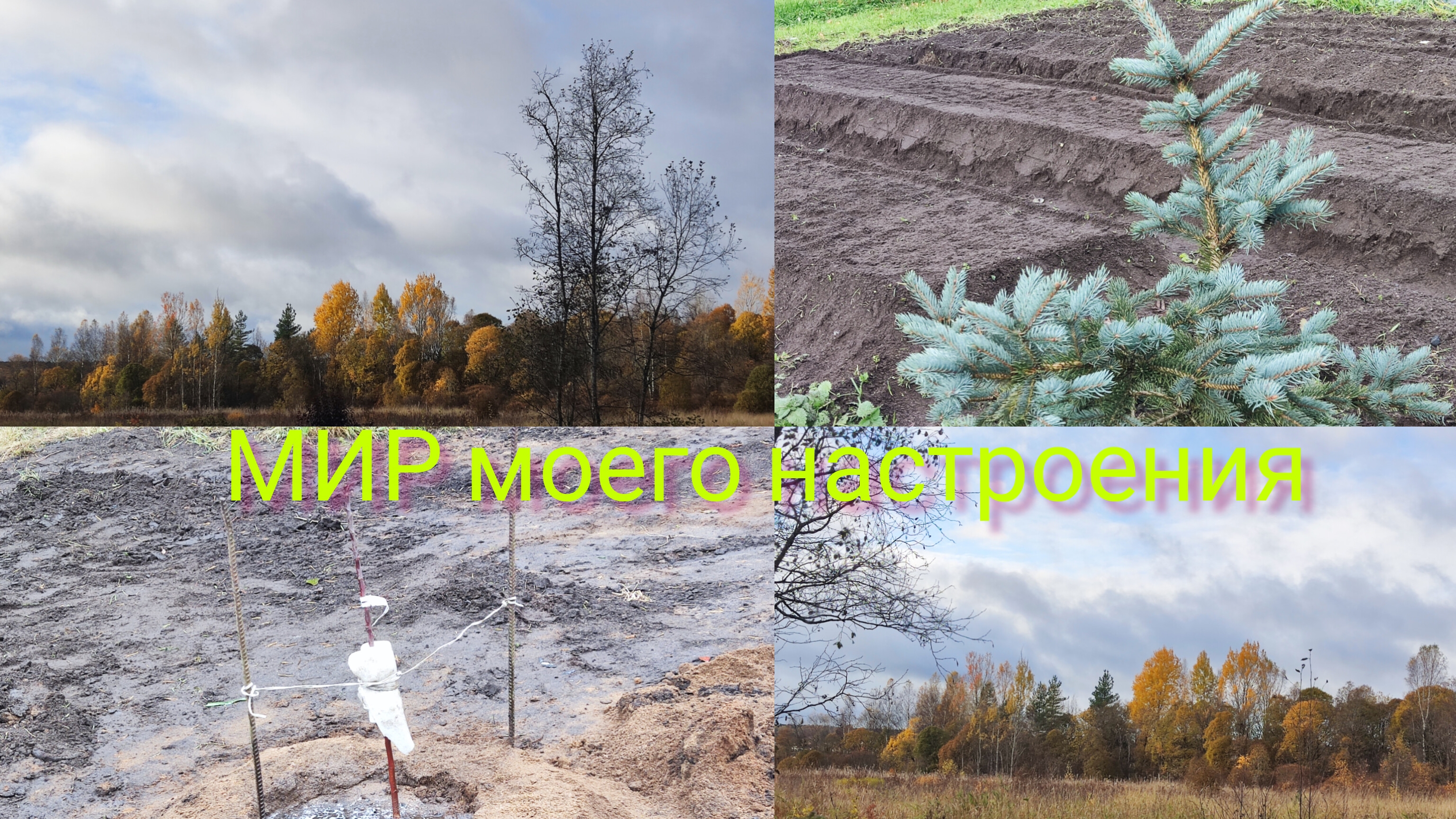 12.10.25 Дача Выборг.Посадили яблоню и чеснок.Осенние краски в саду смотреть онлайн