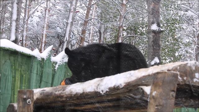 Уссурийский медвежонок Фима кушает тыкву, а Дуся ушла в берлогу 08.10.2025 смотреть онлайн
