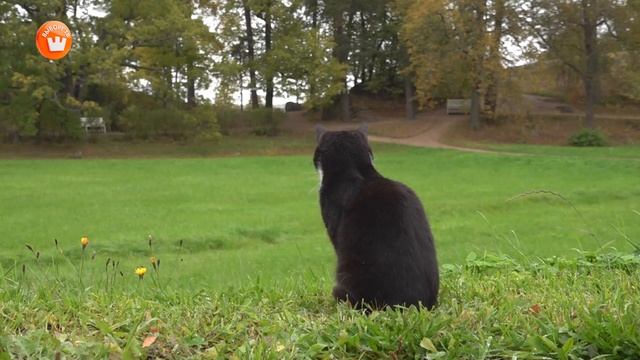 Зарисовка «Осень в Монрепо» смотреть онлайн