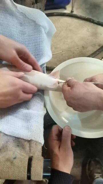 получение икры осетра.