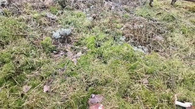 ПРОЩАНИЕ С ЛЕСОМ смотреть онлайн