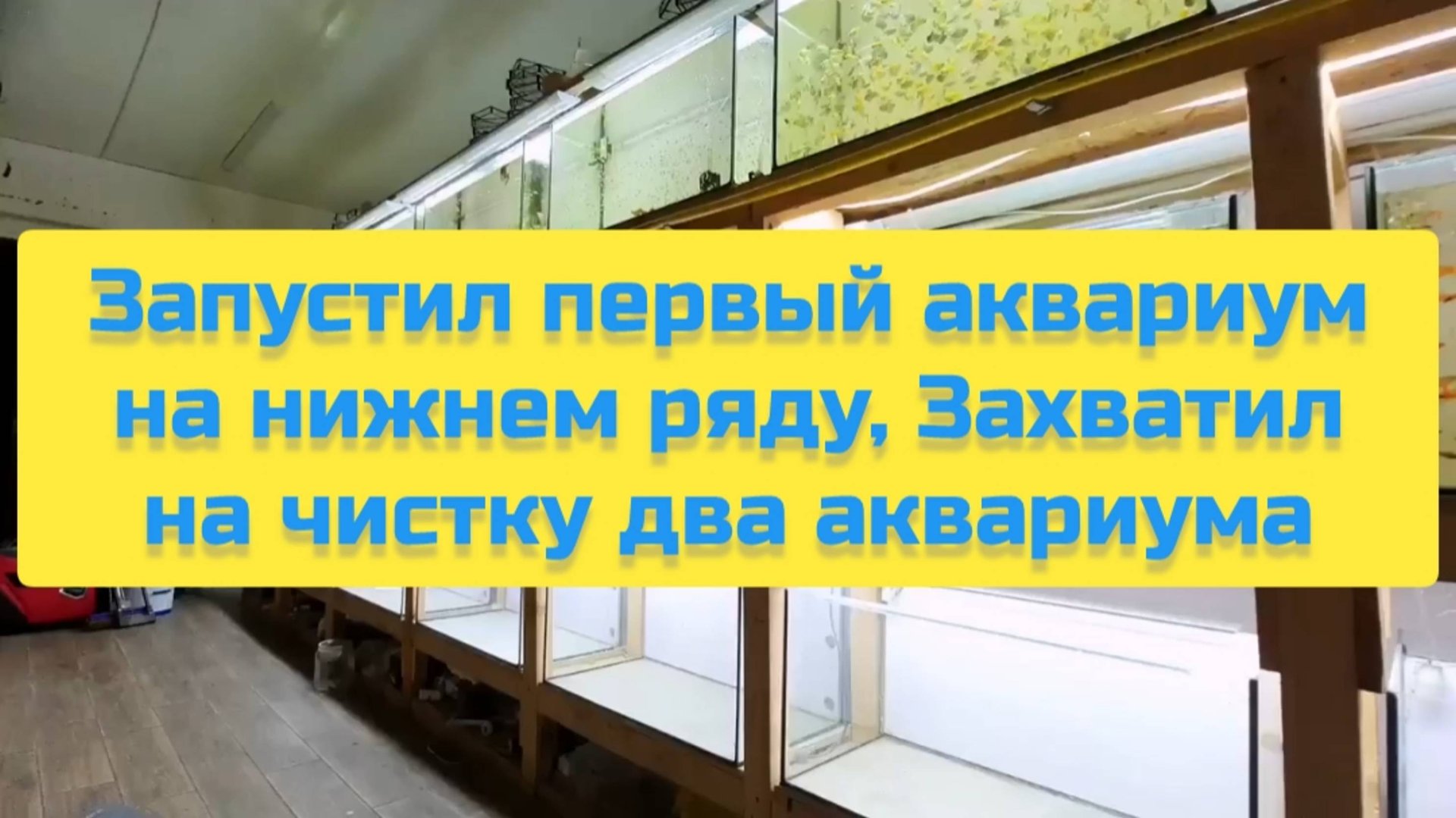 ЗАПУСТИЛ ПЕРВЫЙ АКВАРИУМ НА НИЖНЕМ РЯДУ, ЗАХВАТИЛ НА ЧИСТКУ ДВА АКВАРИУМА смотреть онлайн