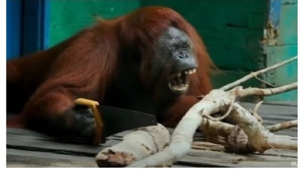 Теория ПСИХИКИ  Сознание абстракт  психики