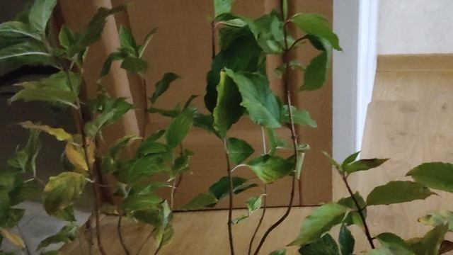 Гортензии новинки моего сада. смотреть онлайн