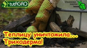 ДОМУ, ТЕПЛИЦЕ и ГРЯДКАМ БЫСТРО ПРИДЕТ КОНЕЦ! Триходерма лишит вас всего! Защита от Триходермы.