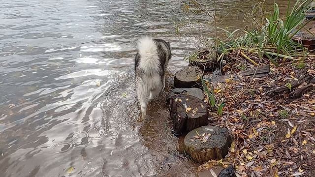 Следуй за маламутом 😁🐾🐺🐻❤️ #маламут  #malamute #собака VID_20251014_135149