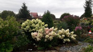 Гортензии в августе 2025